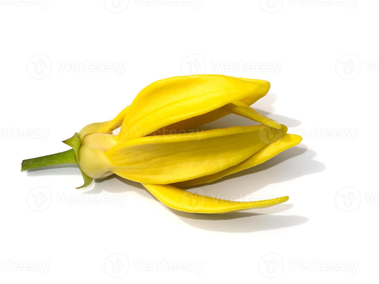fragrant flowers of climbing ylang-ylang on white background. photo