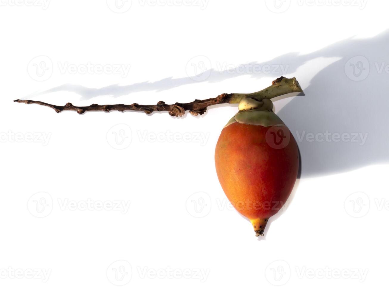 Foxtail palm fruit on white background. photo