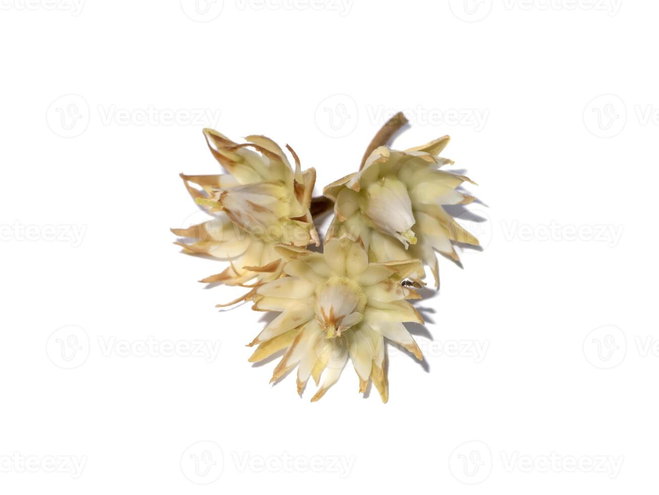 Close up Mimusops elengi flowers on white background. photo