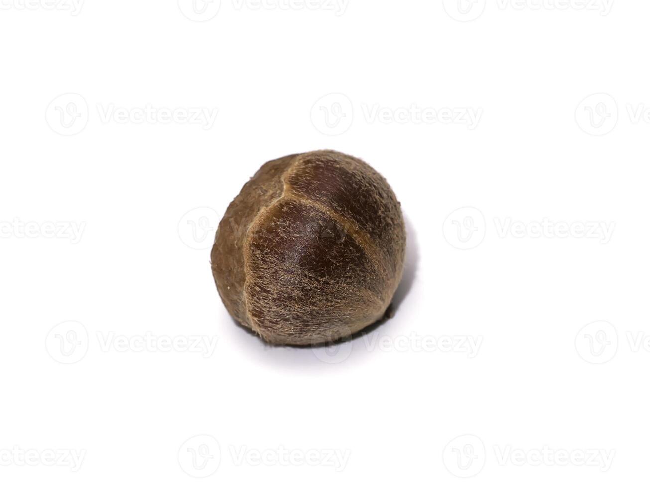 Close up of Lithocarpus ceriferus fruit forest. photo
