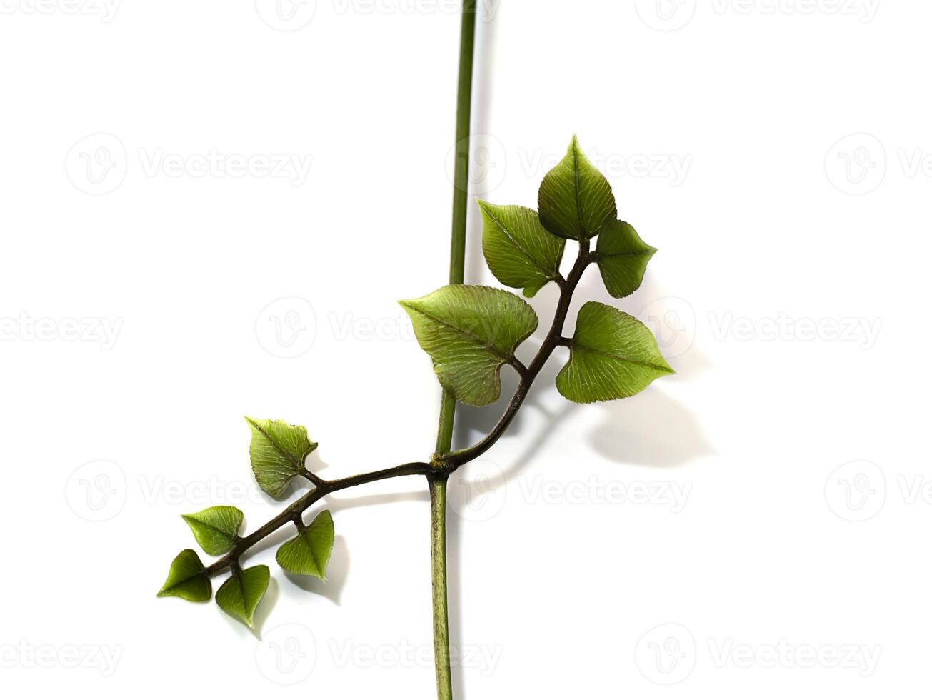 Close up Climbing Ferns or String Ferns leaves photo