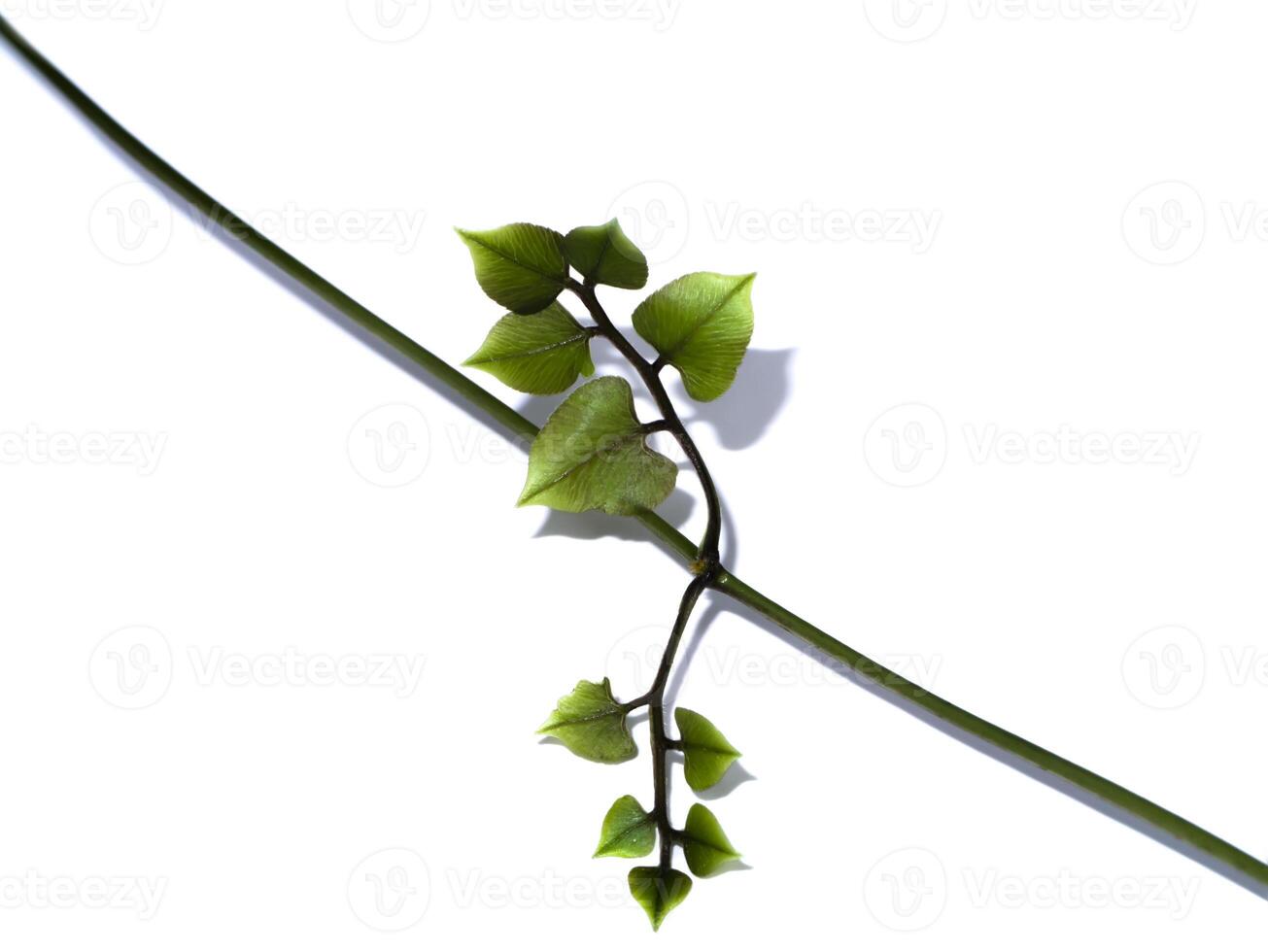 Close up Climbing Ferns or String Ferns leaves photo