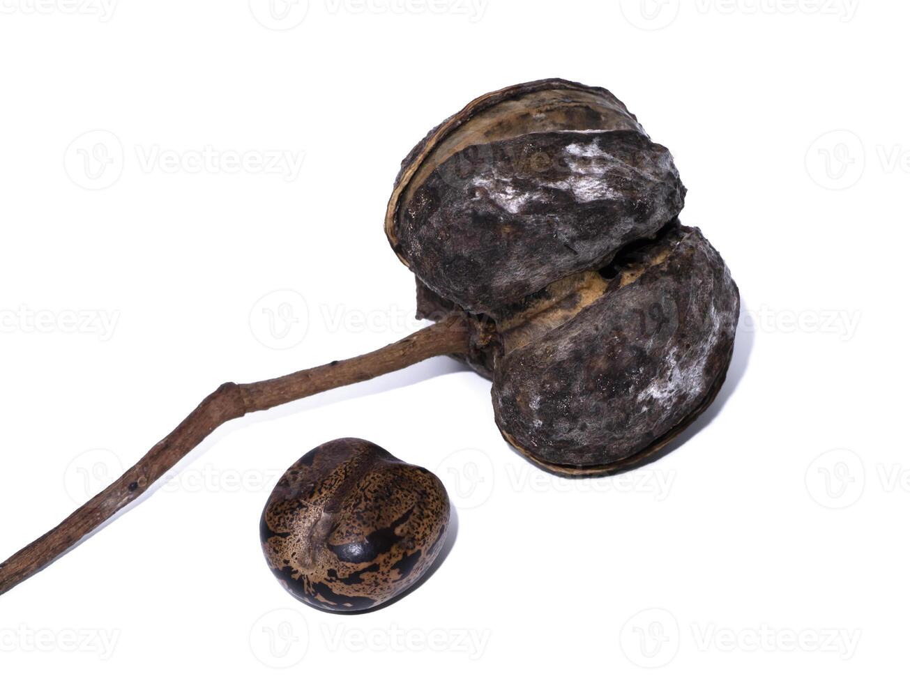 Close up of Rubber seed on white background photo