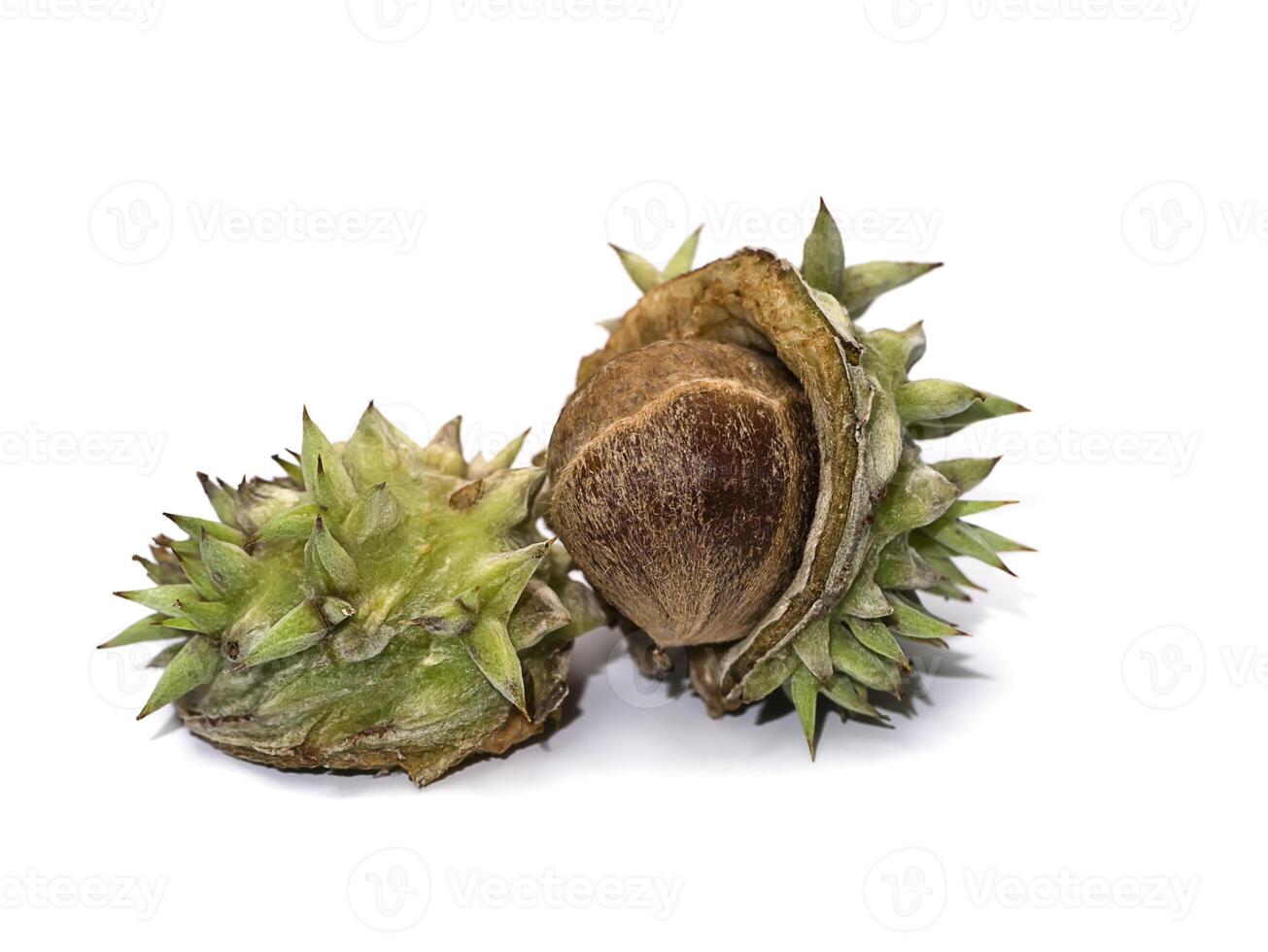 Close up of Lithocarpus ceriferus fruit forest. photo