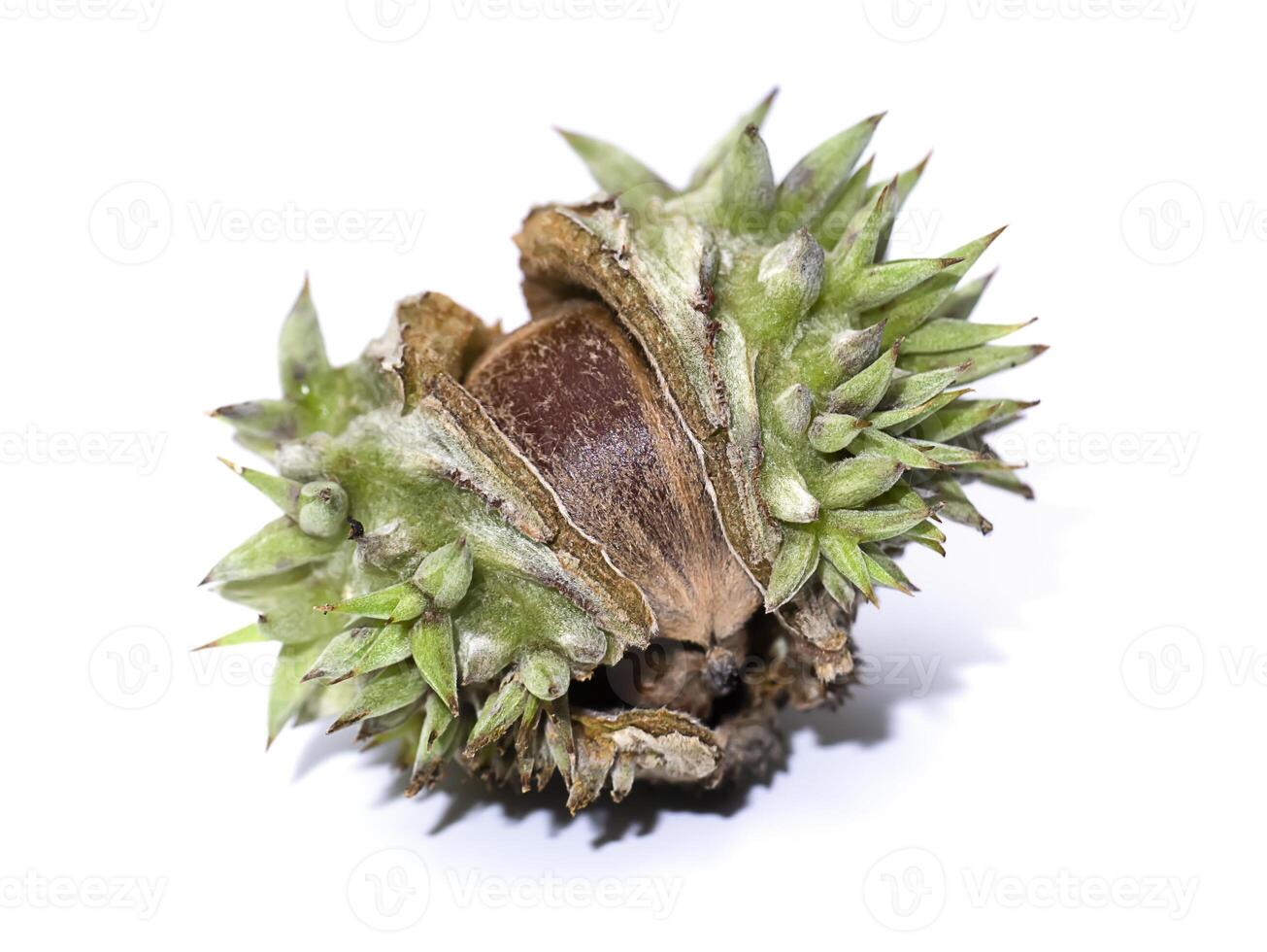 Close up of Lithocarpus ceriferus fruit forest. photo