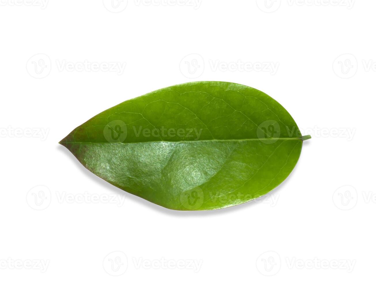 Close up Star Gooseberry leaves on white background. photo
