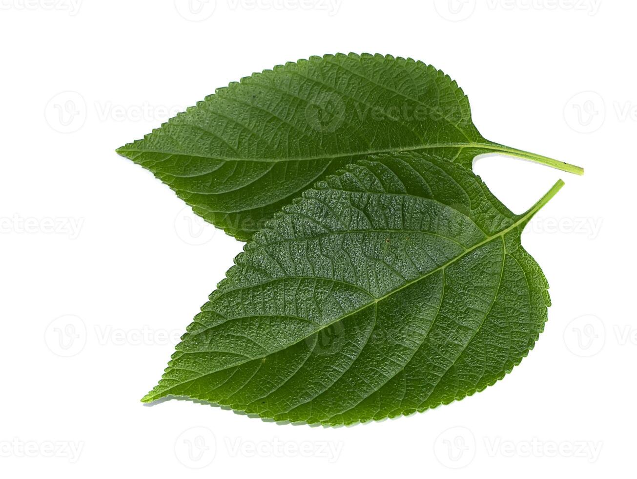 Close up of Lantana camara leaf on white background. photo