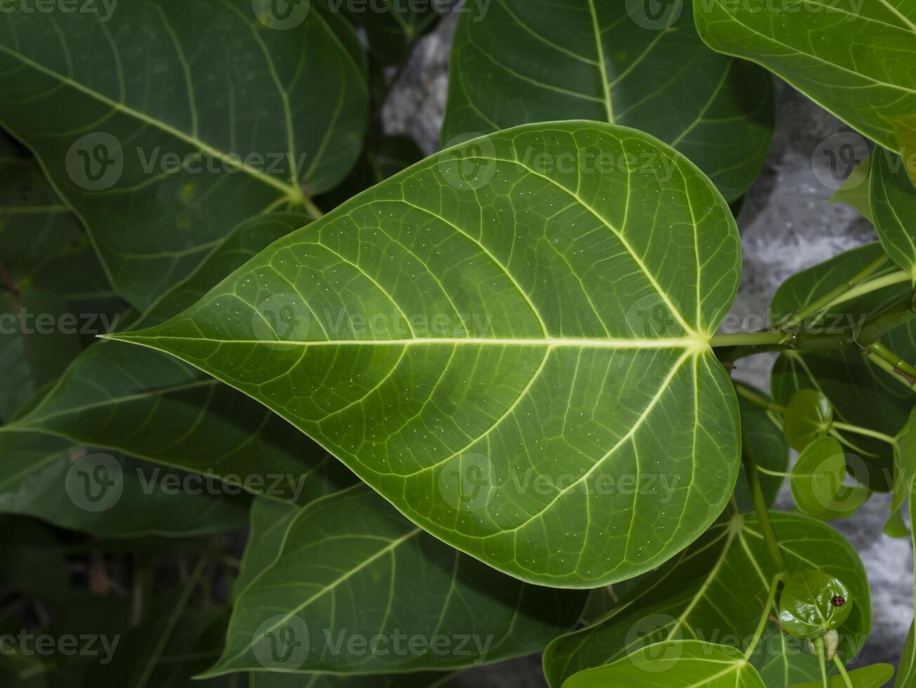 Green leaves of Sacred Fig Tree, Pipal Tree, Bohhi Tree, Bo Tree, Peepul tree on white background. photo