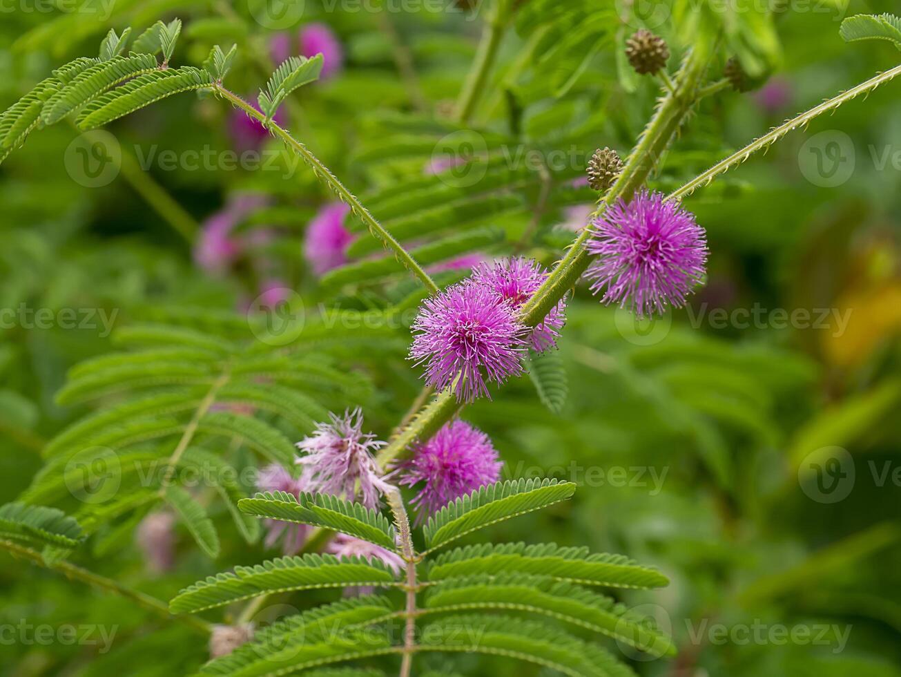 Giant sensitive plant background. Scientific name Mimosa diplotricha photo
