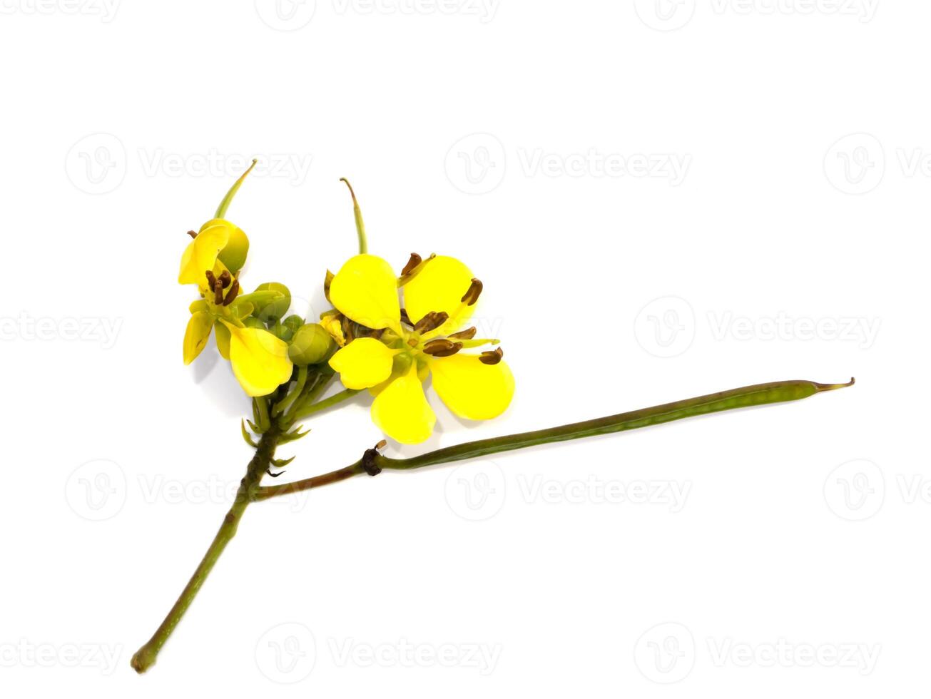 Close up flower of Cassod tree or Senna siamea on white background. photo