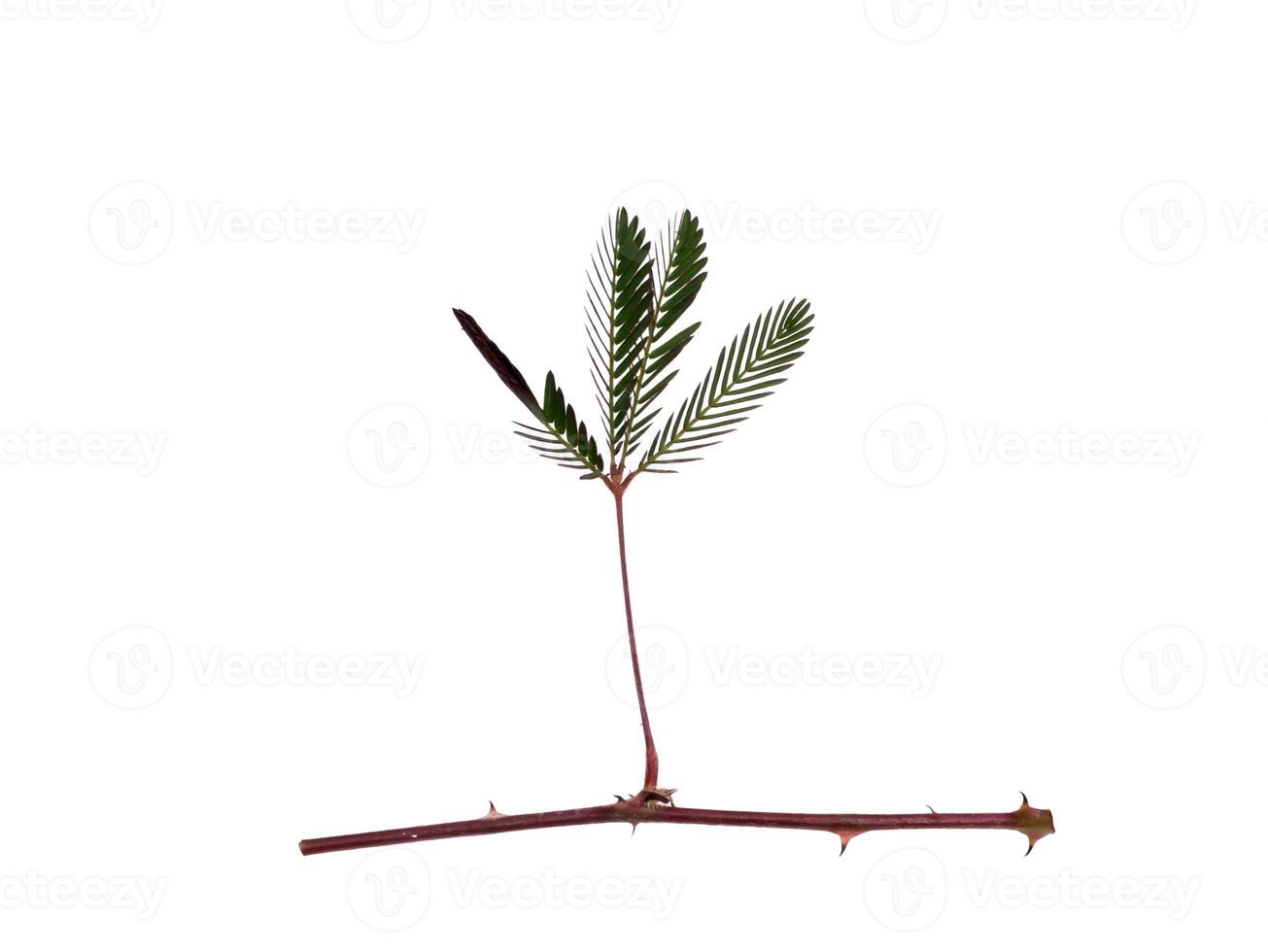 Close up of Sensitive plant leaves and branch on white background. photo