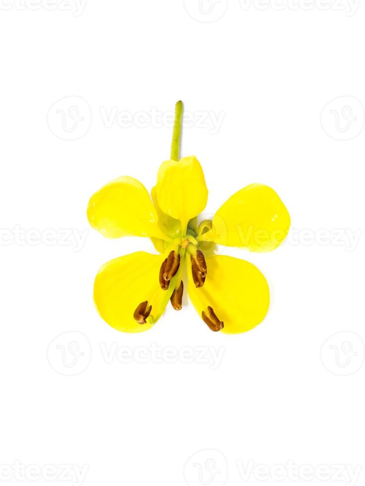 Close up flower of Cassod tree or Senna siamea on white background. photo