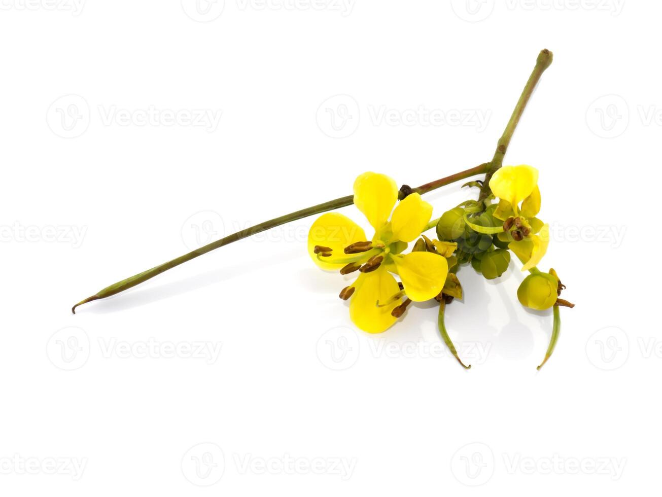 Close up flower of Cassod tree or Senna siamea on white background. photo