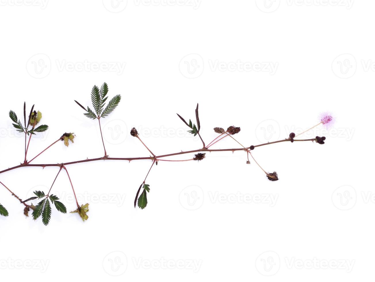 Close up of Sensitive plant leaves and branch on white background. photo