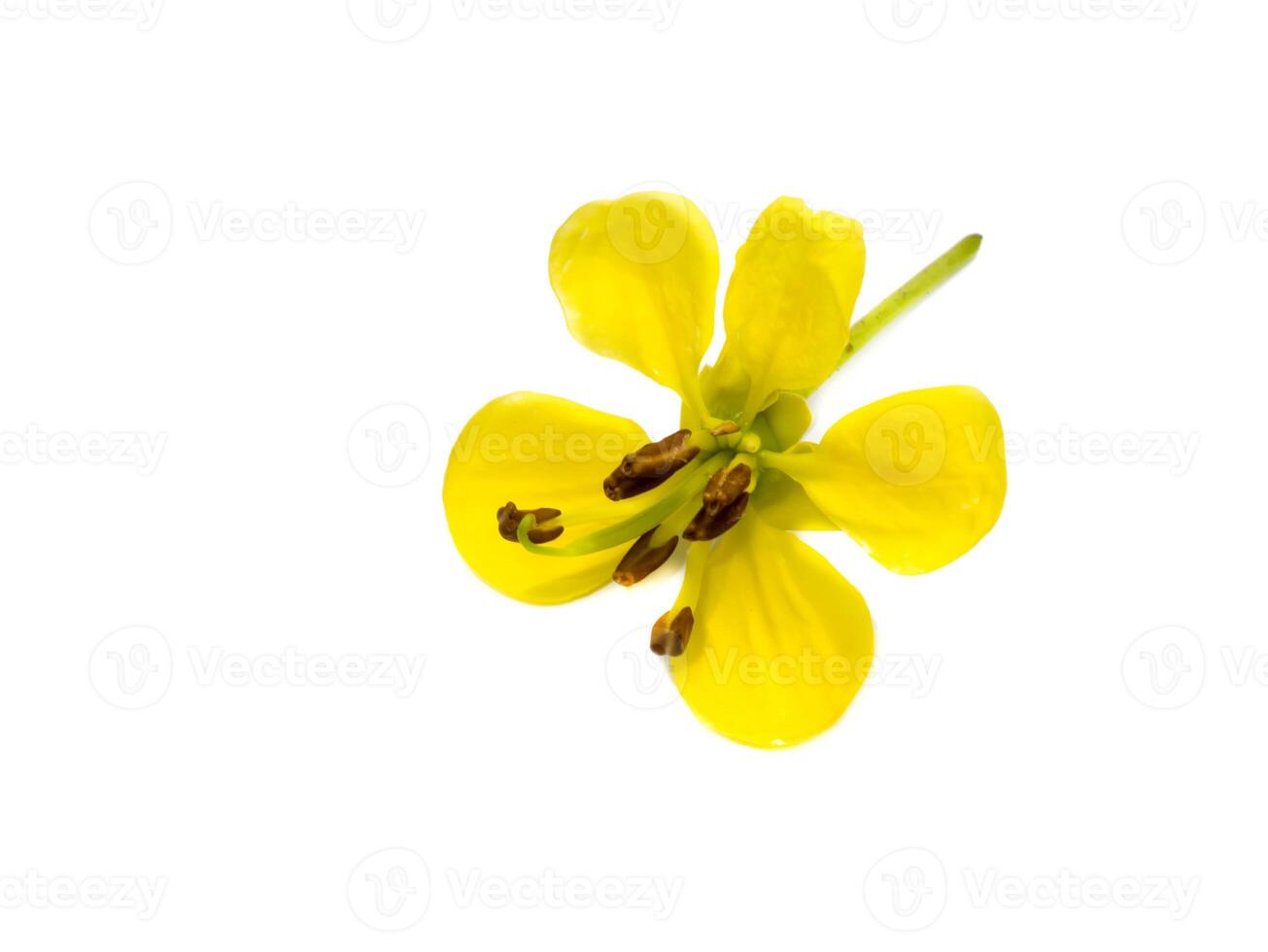 Close up flower of Cassod tree or Senna siamea on white background. photo
