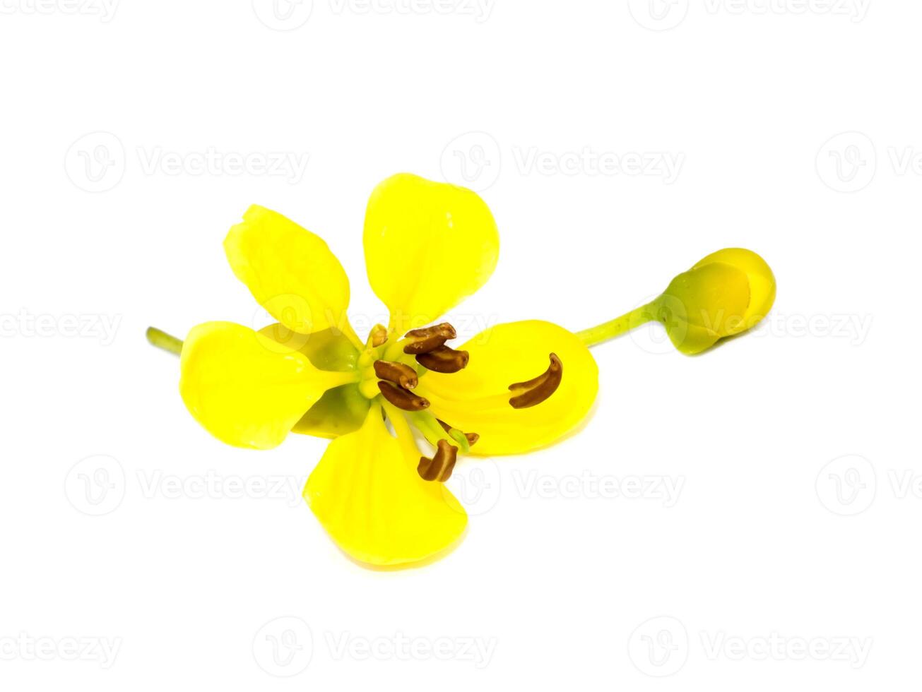 Close up flower of Cassod tree or Senna siamea on white background. photo