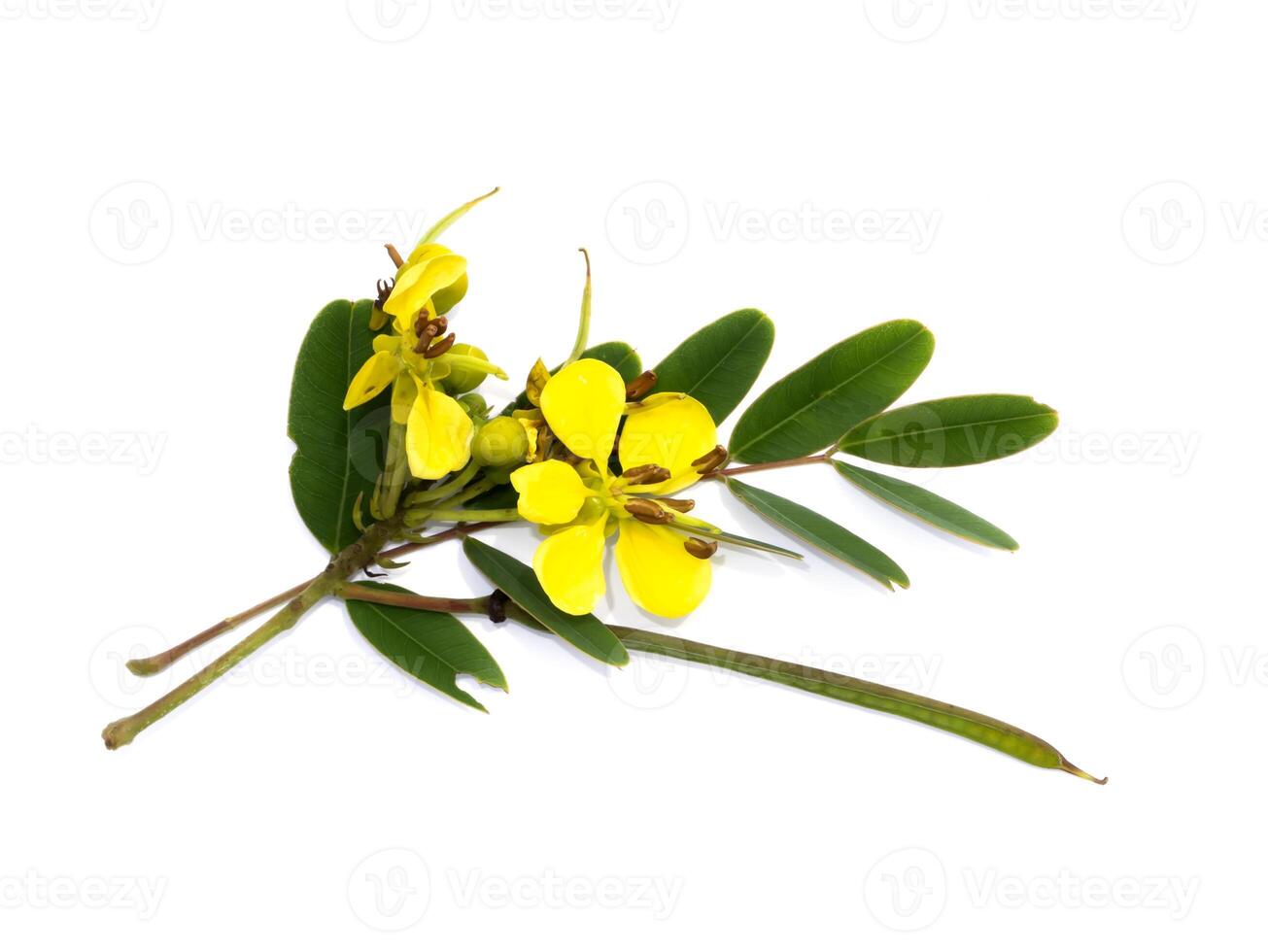 Close up flower of Cassod tree or Senna siamea on white background. photo