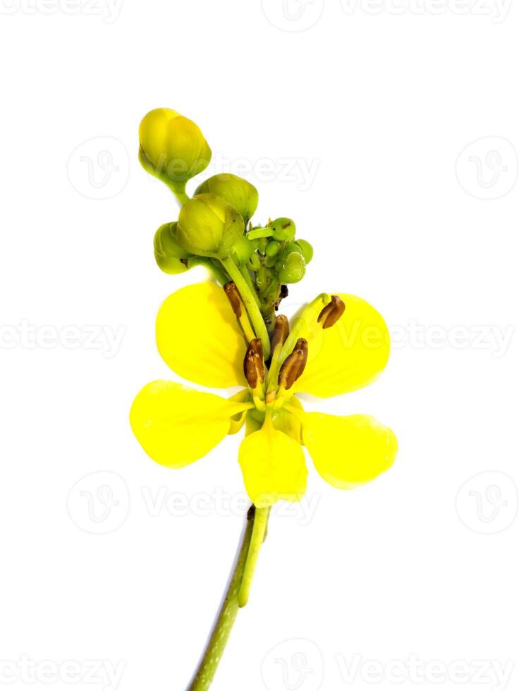 Close up flower of Cassod tree or Senna siamea on white background. photo