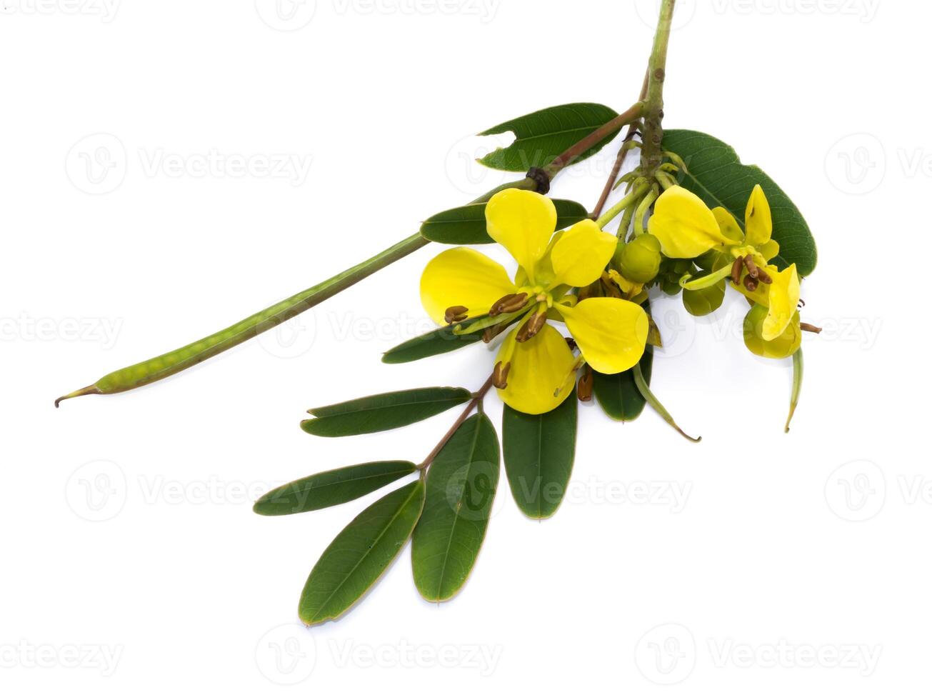 Close up flower of Cassod tree or Senna siamea on white background. photo