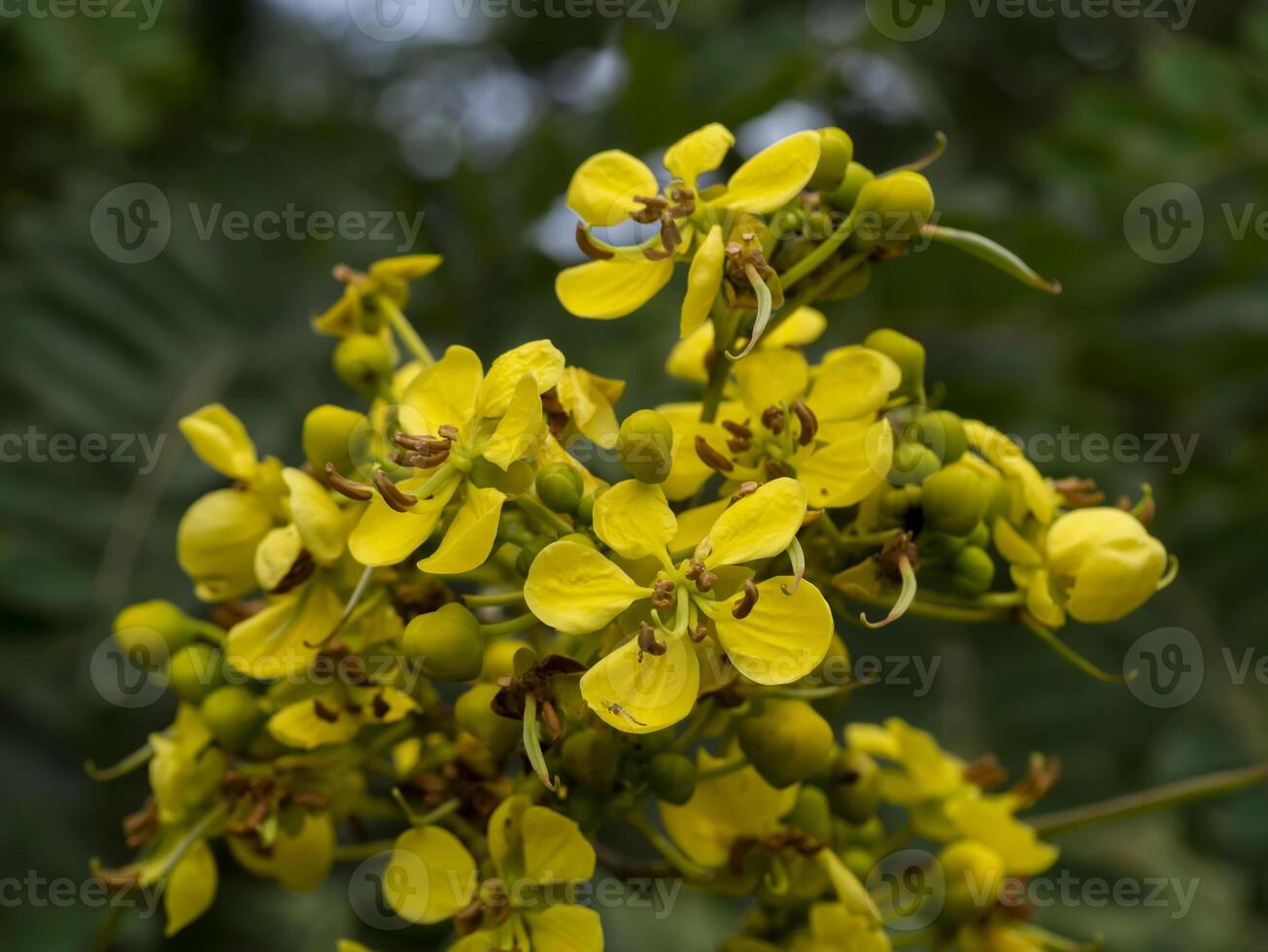 Close up flower of Cassod tree or Senna siamea on blur background. photo