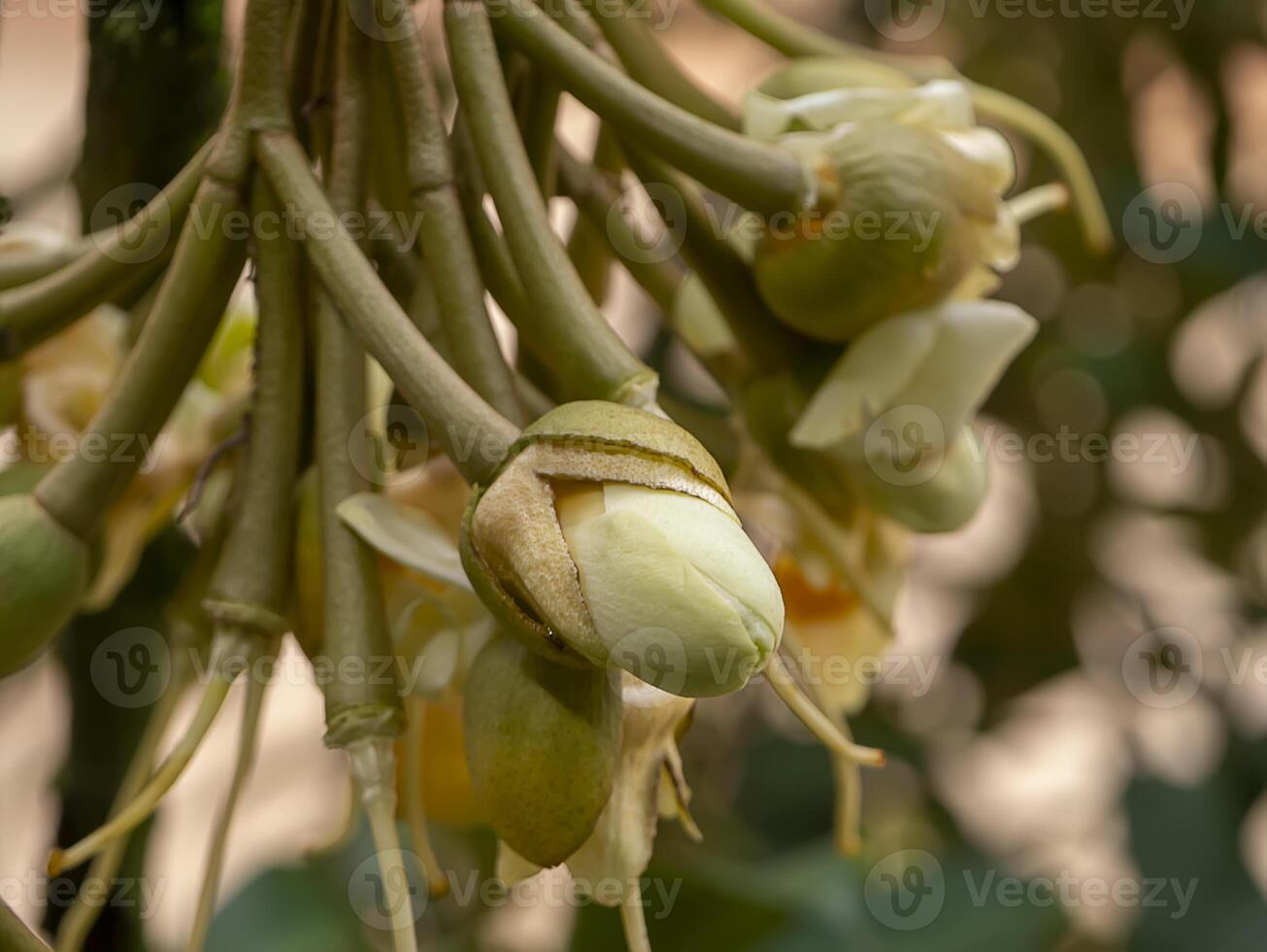 Close up Durian flower is blooming on tree. photo