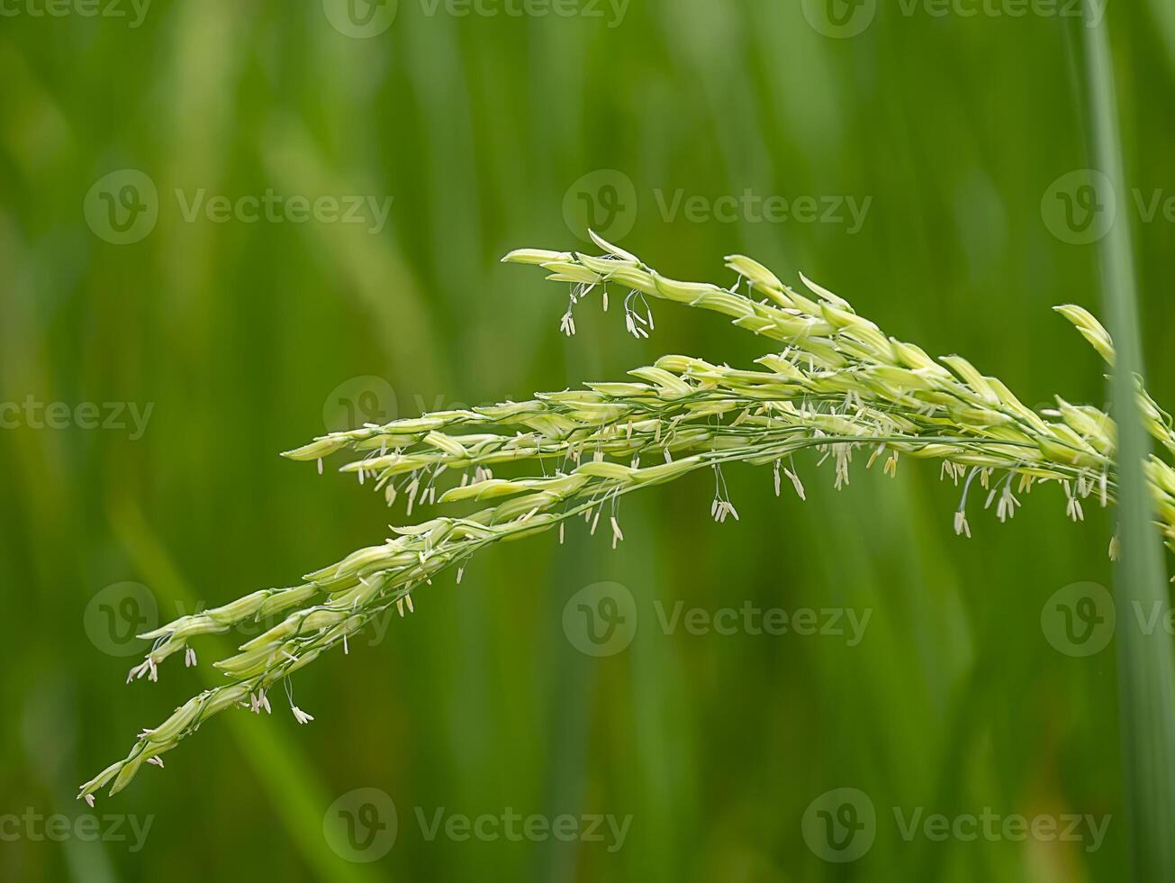 Close up rice flower with blur background. photo