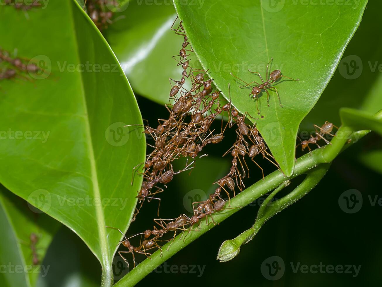 Unity of Rad Ants are building leaf nests. photo