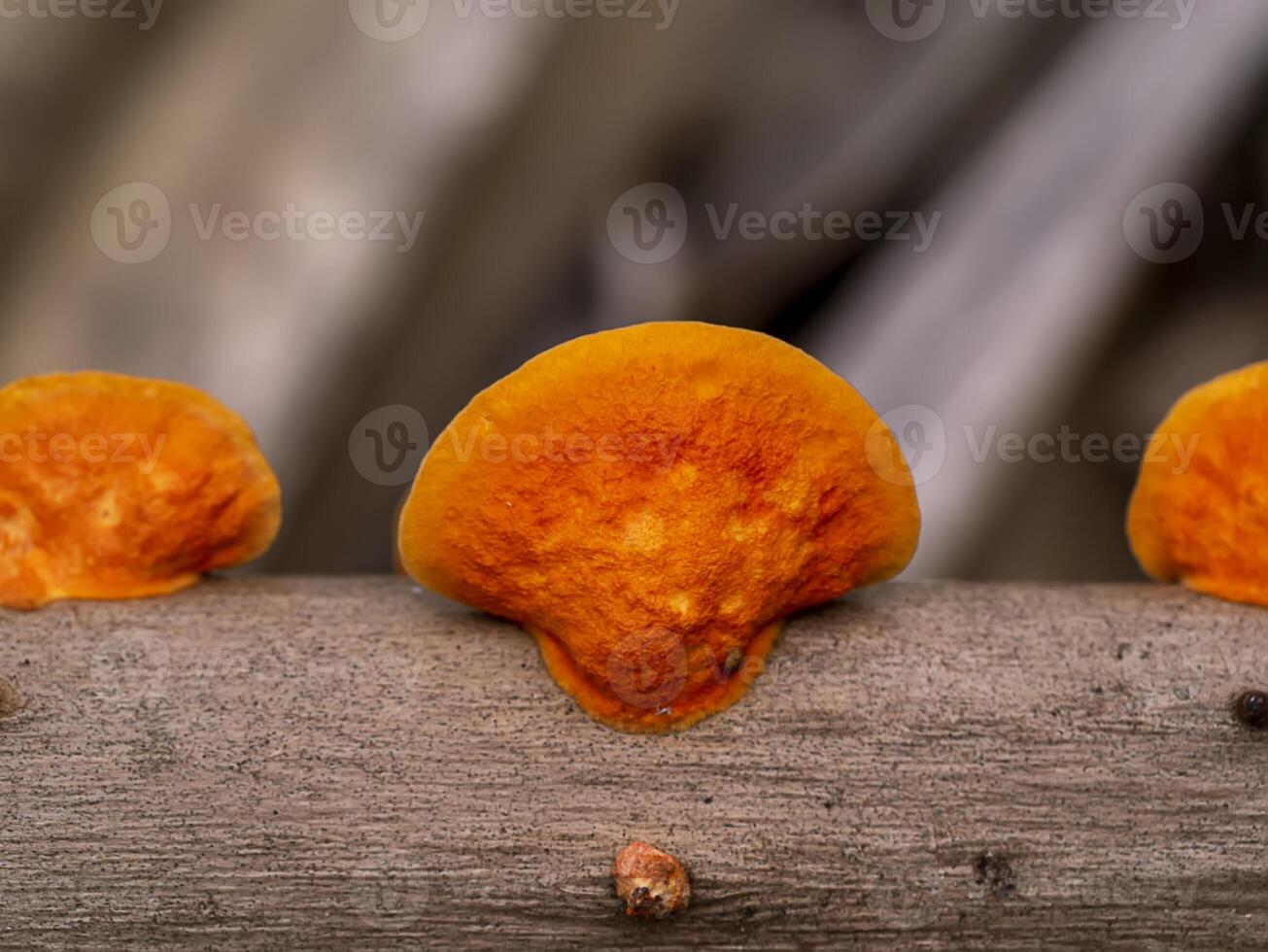 Close up Pycnoporus cinnabarinus mushroom photo