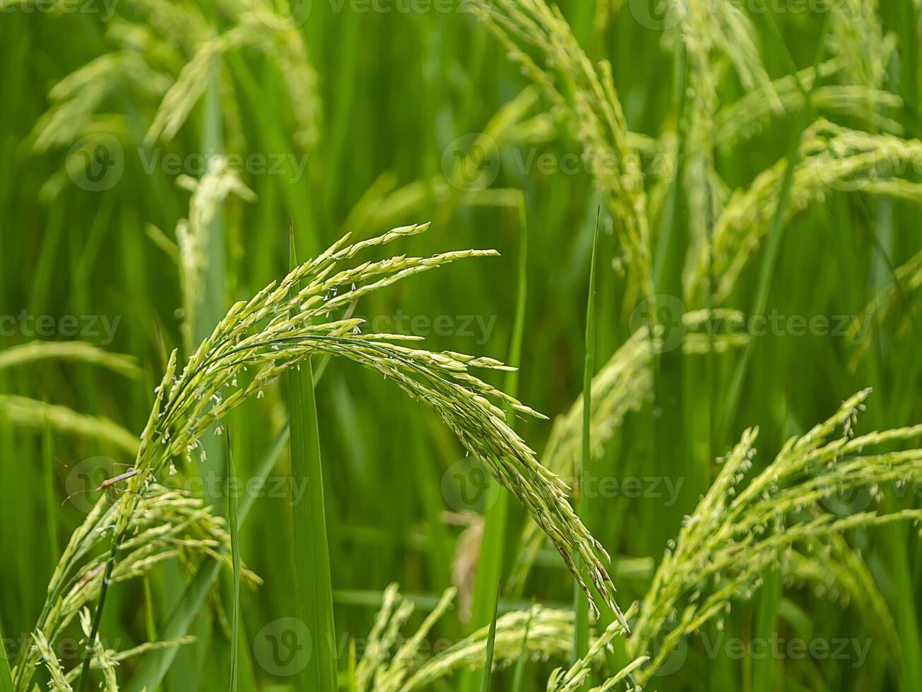 Close up rice flower with blur background. photo