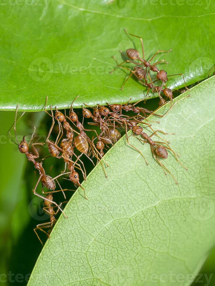 Unity of Rad Ants are building leaf nests. photo