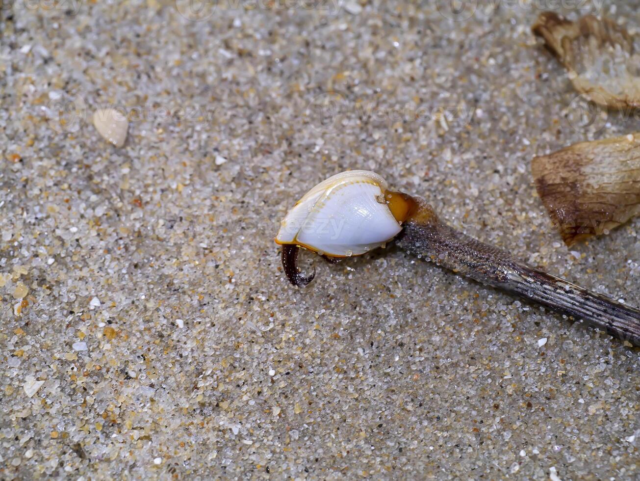 Close up a barnacle on the sand. photo