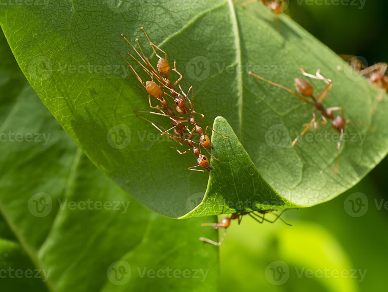 Unity of Rad Ants are building leaf nests. photo