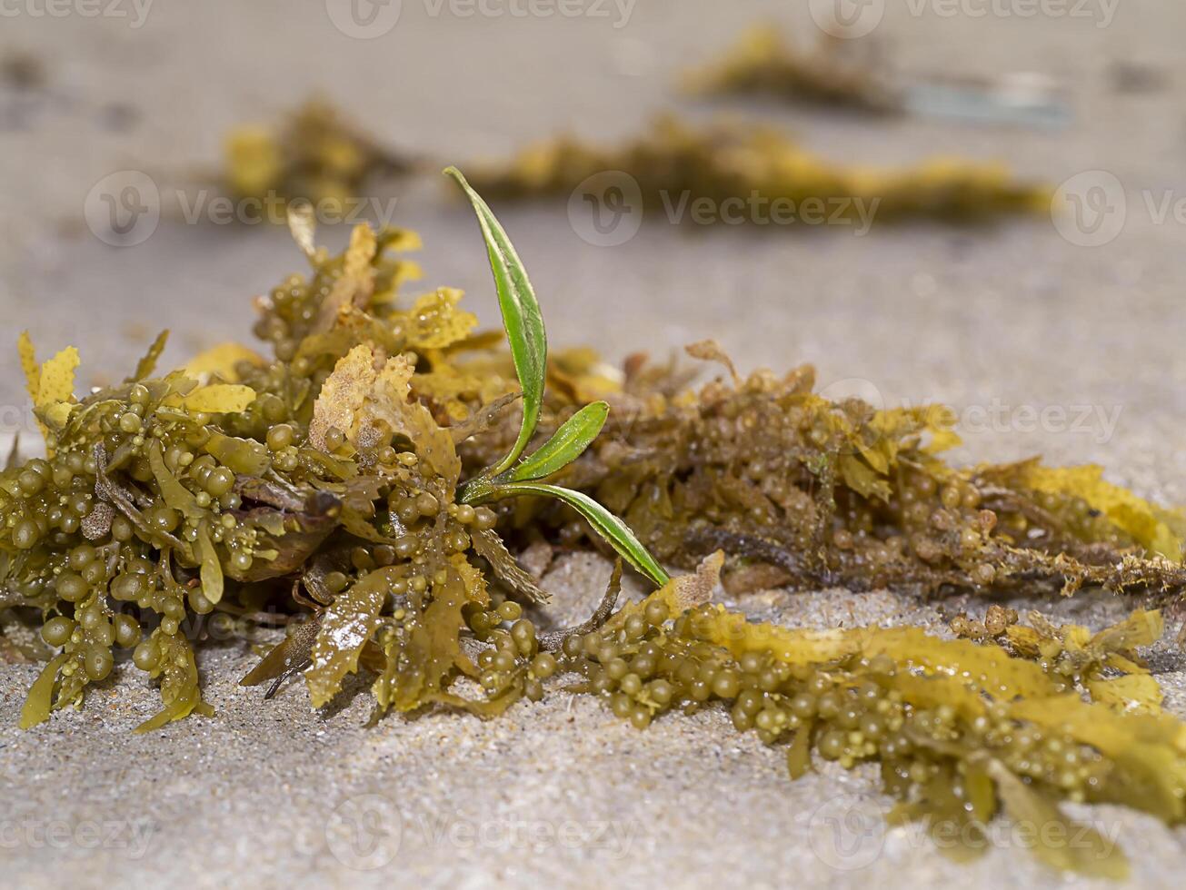 Close up the of sargassum sea plant on the beach. photo
