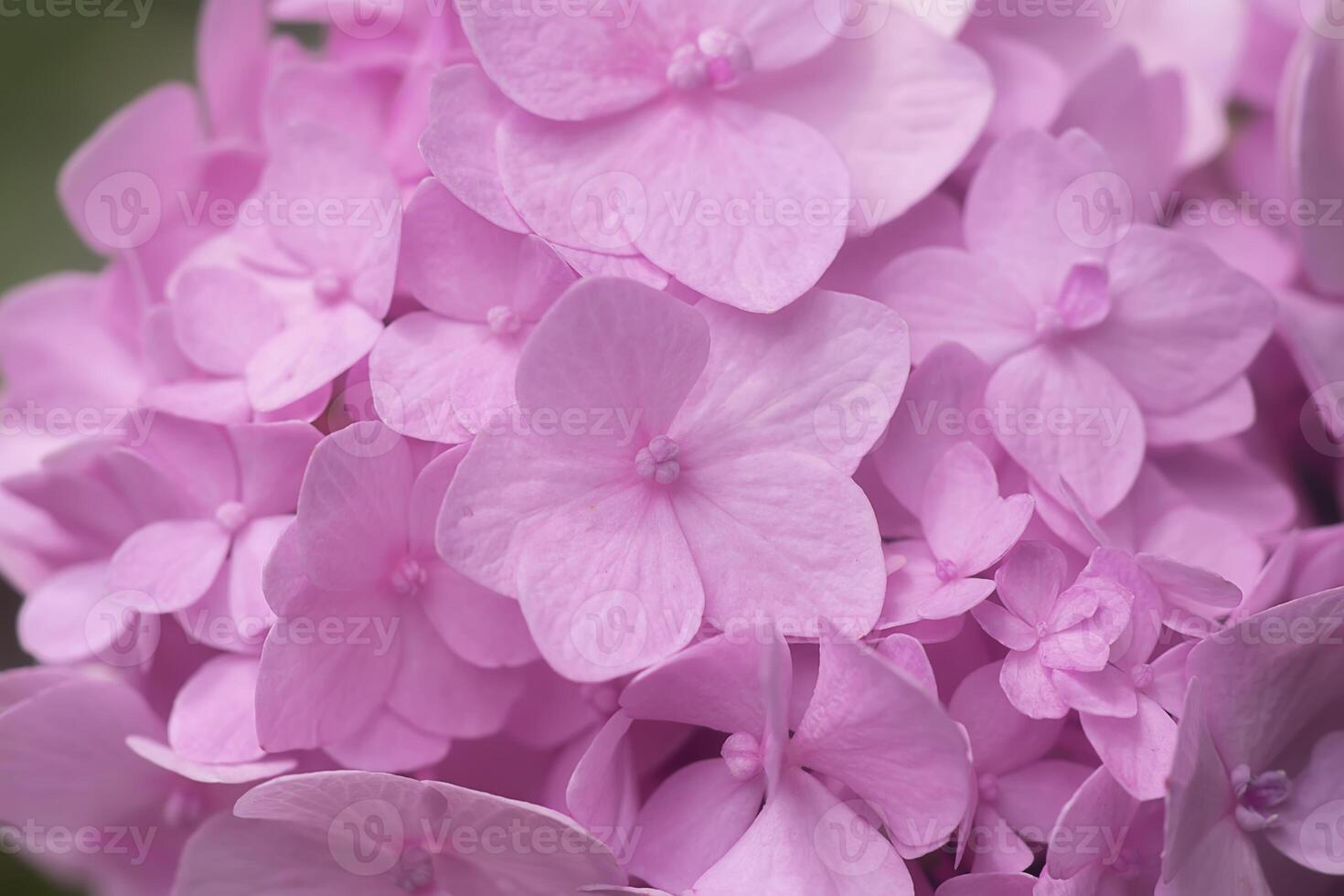 Close up soft pink hydrangea flower with dark background. photo