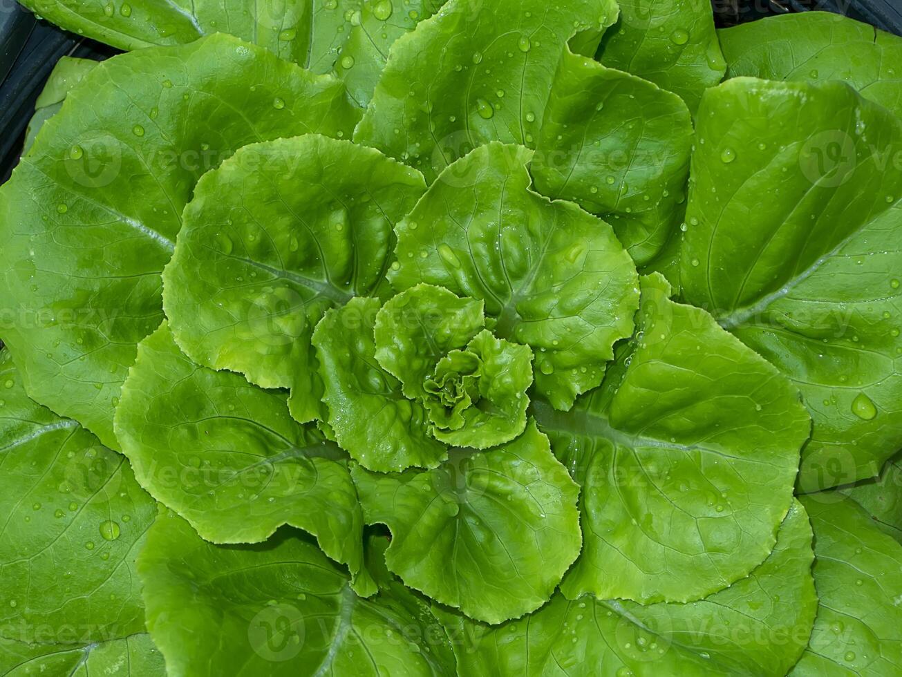 Close up green Cos Lettuce plant. The vegetable for vegan. photo