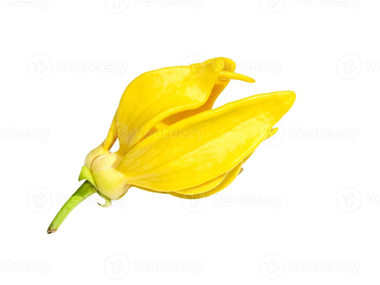 Close up fragrant flowers of climbing ylang-ylang photo