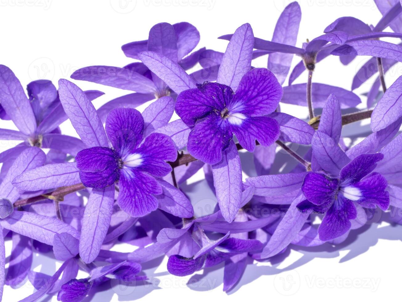 Close up of Purple Wreath Sandpaper Vine flower. photo