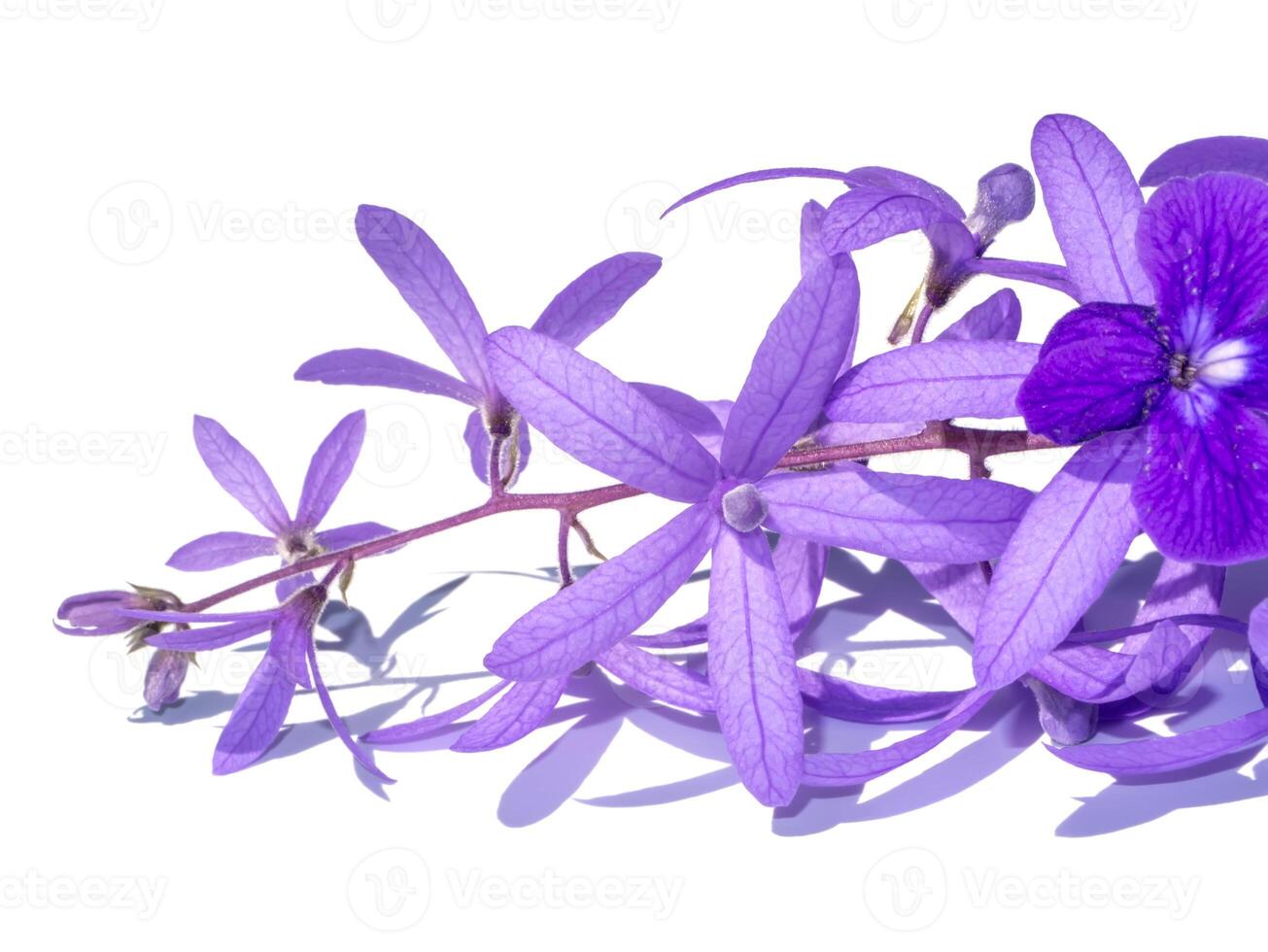 Close up of Purple Wreath Sandpaper Vine flower. photo