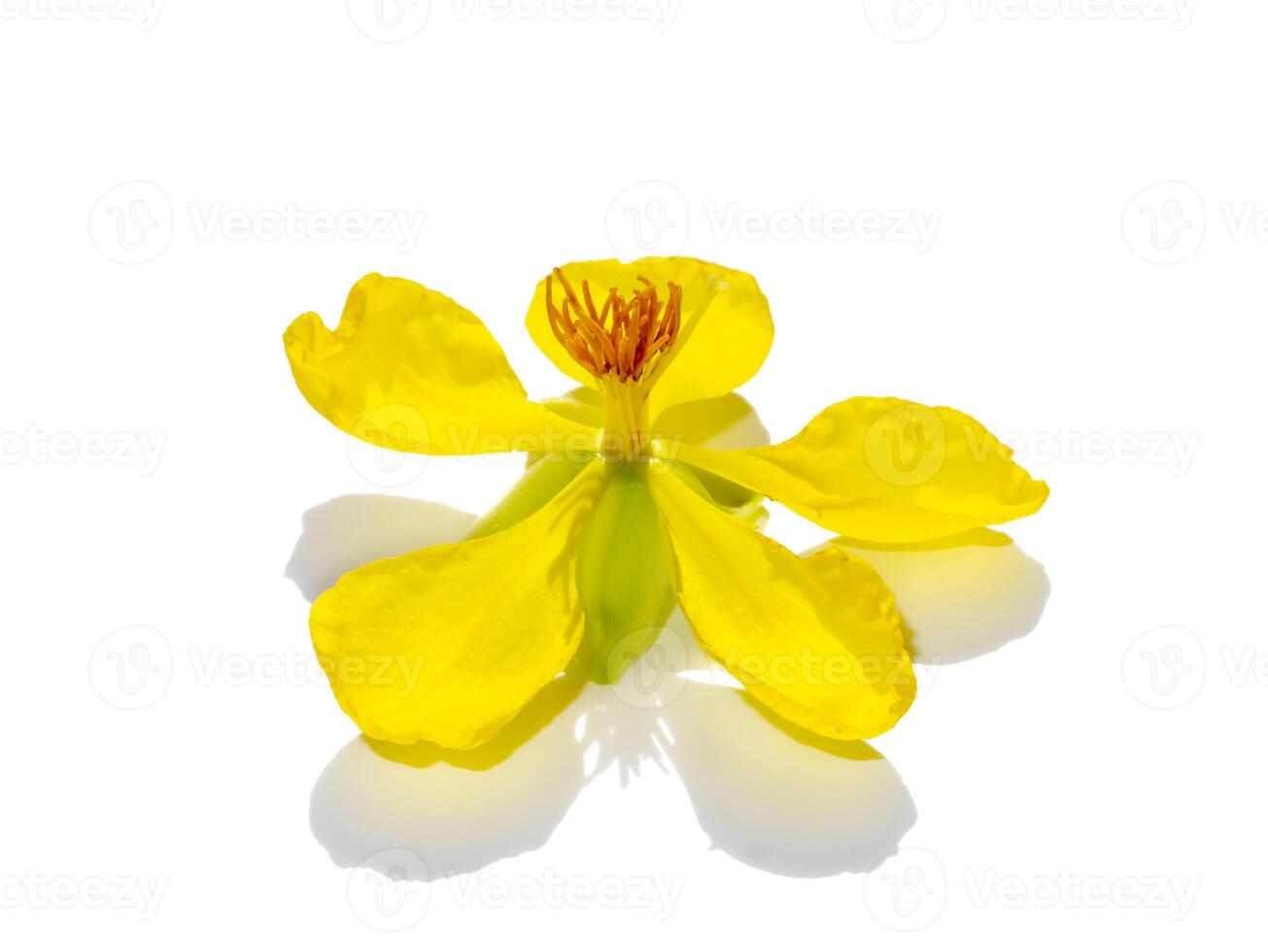 Close up Yellow flower of Micky mouse flower on white background. photo