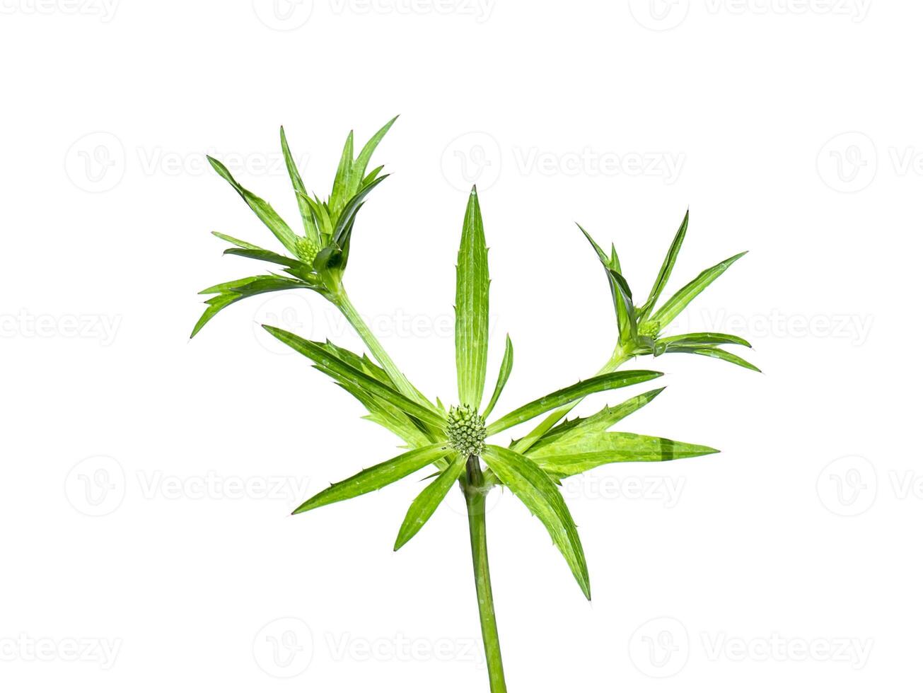 Close up of Culantro, Long coriander or Sawtooth coriander flower on white background photo