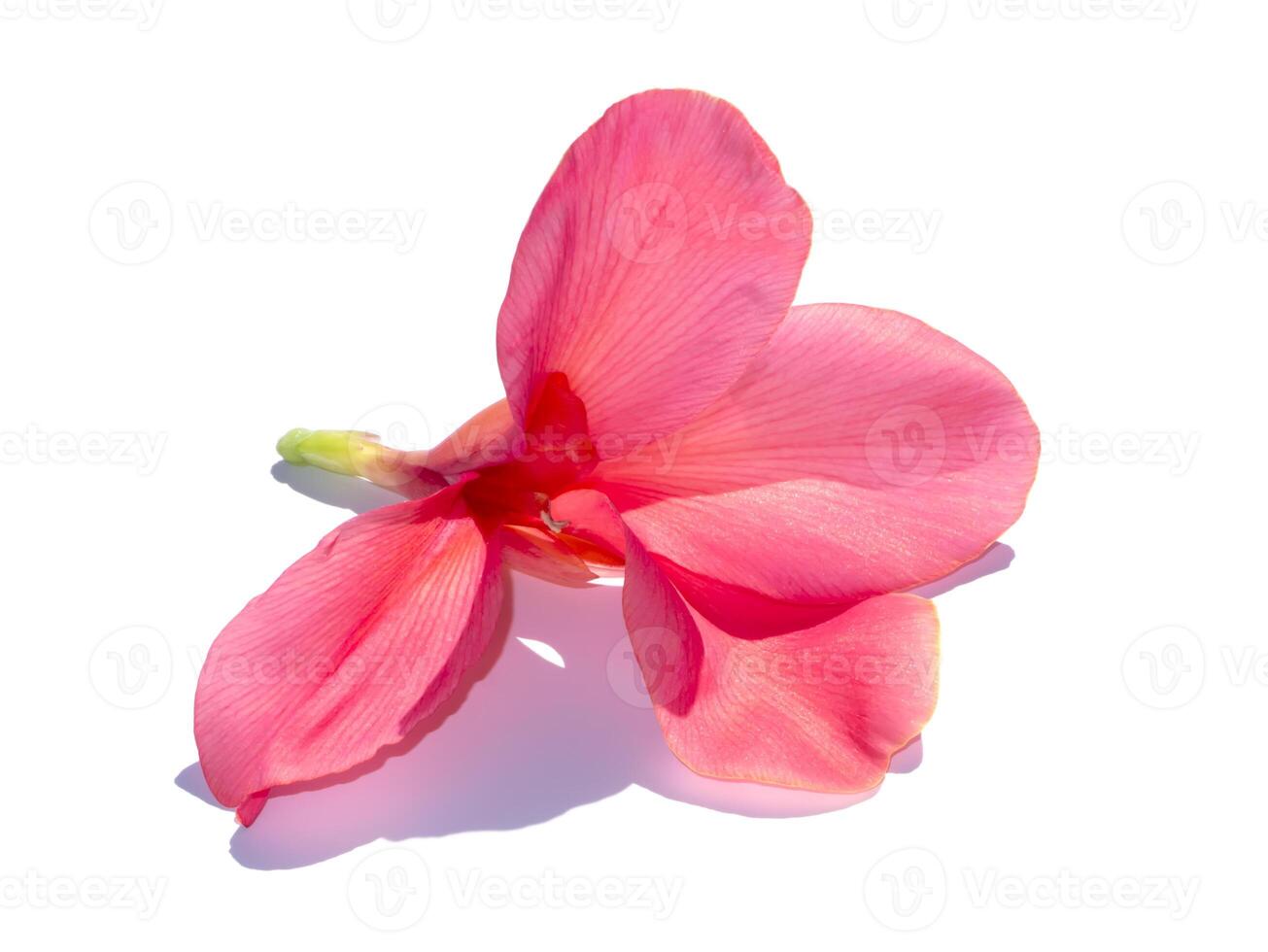 Close up Pink flower of Canna Lily, India Short Plant, India Shoot, Bulsarana plant. photo