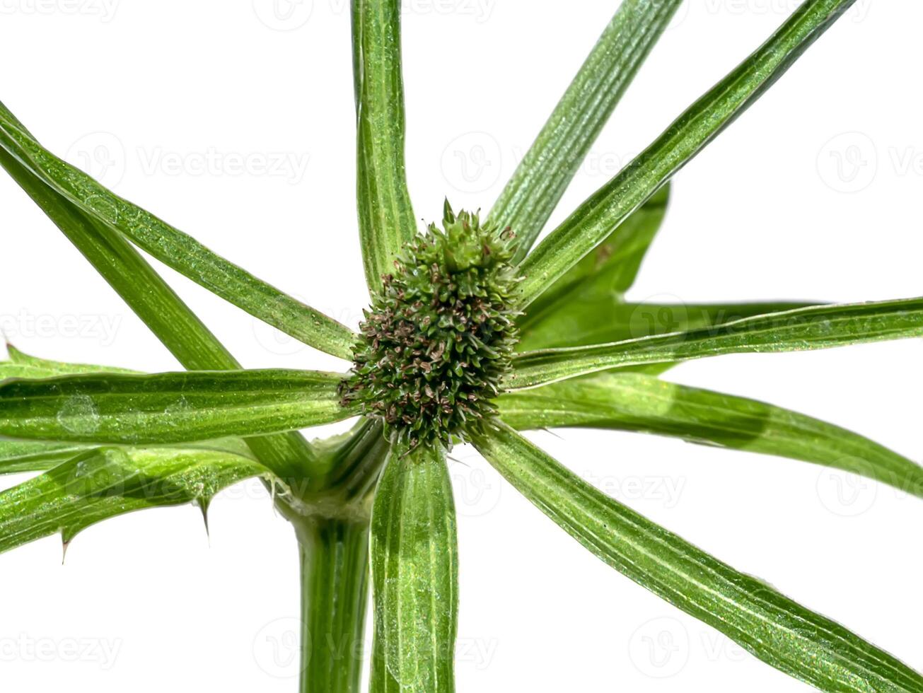 Close up of Culantro, Long coriander or Sawtooth coriander flower on white background photo
