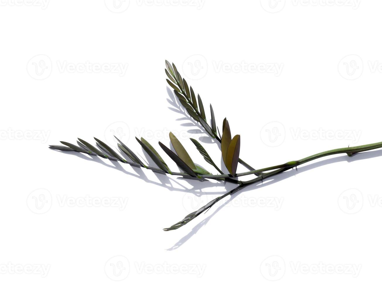 Close up Cassod tree or Senna siamea leaves on white background photo