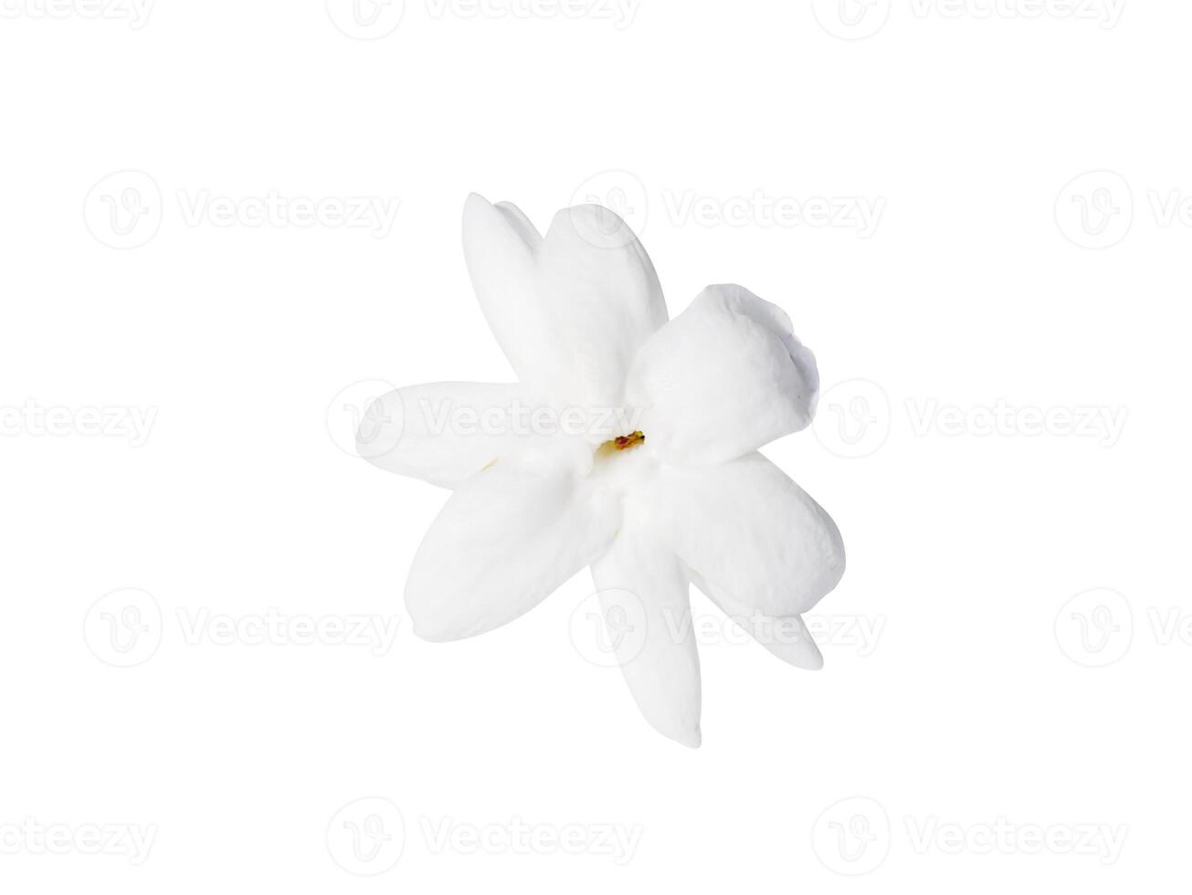 Close up of white jasmine flower isolate on white background. photo