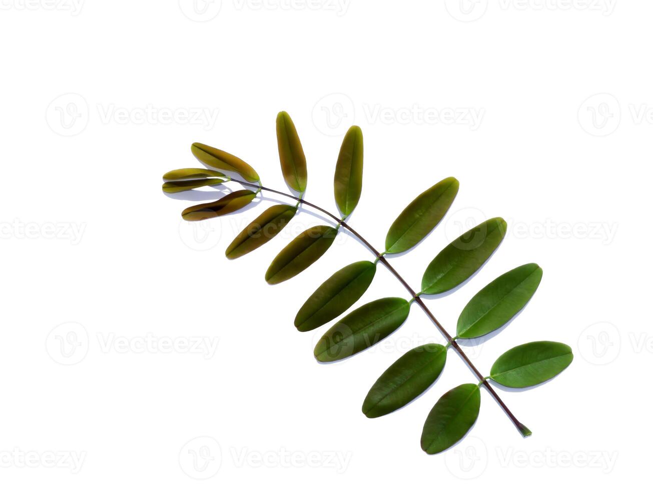Close up Cassod tree or Senna siamea leaves on white background photo