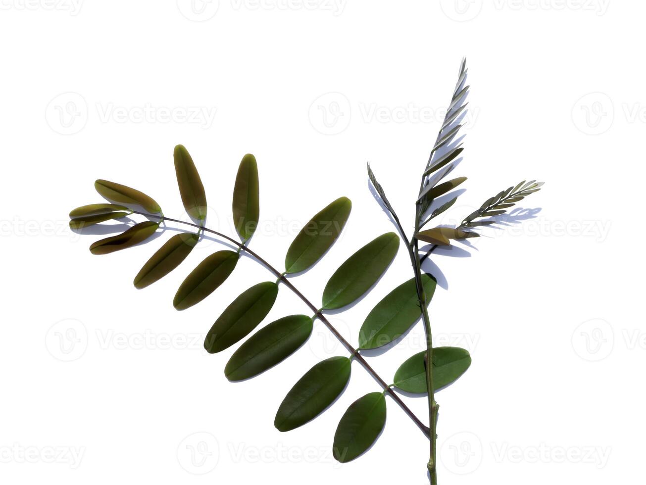 Close up Cassod tree or Senna siamea leaves on white background photo