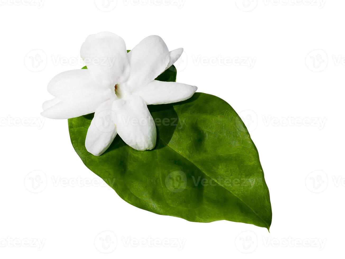 Close up of white jasmine flower isolate on white background. photo