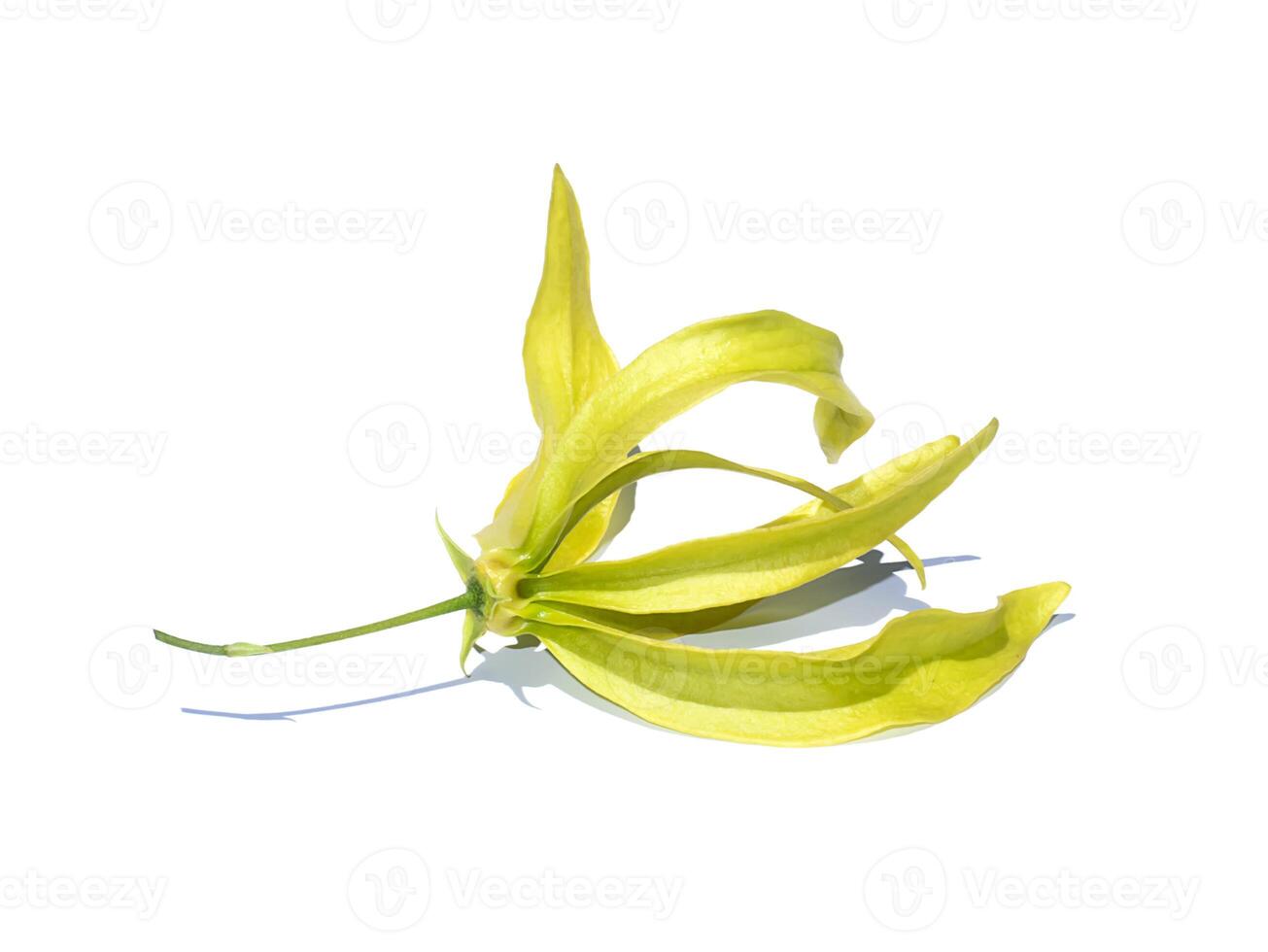 Close up Yellow Chinese Desmos flower is isolate on white background with soft shadow. photo