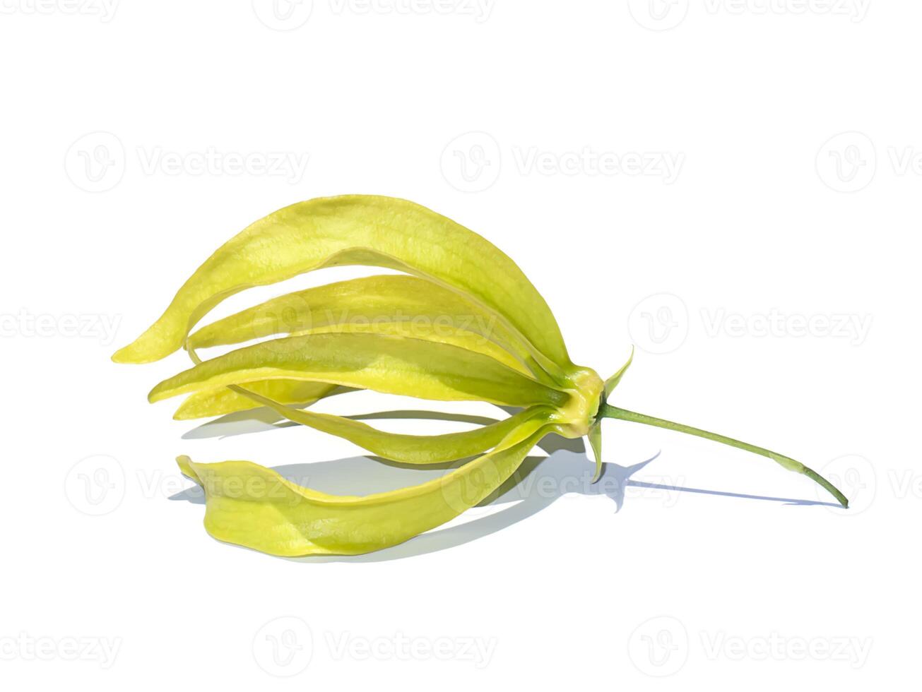 Close up Yellow Chinese Desmos flower is isolate on white background with soft shadow. photo