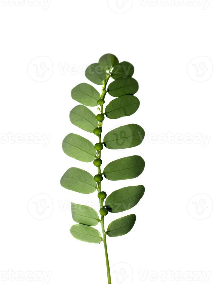 Close up Seed under leaf on white background. photo
